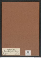 Asterolampra ratula Grev. (de-Toni-Nr.: Genus 235, Species 5663) Zeichnungen Sammlung Grunow Mappe 05222 (Herbarium_W_Grunow_drawings_Folder_05222)